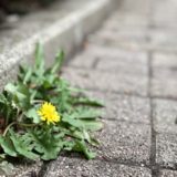 地覆とは – 高欄の基礎であり道路の安全確保と路面の排水処理を担う